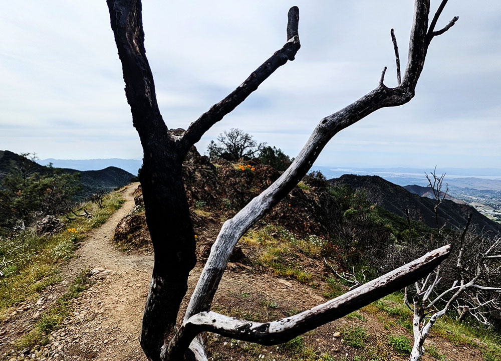 A picture taken at Mount Diablo State Park in California. A small patch o California poppy, the state flower, at the center, half burned, withered branches in the foreground.